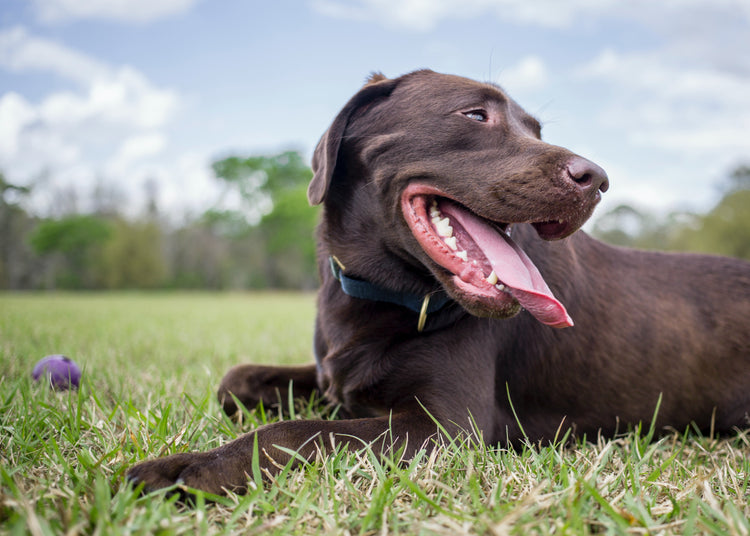 this is a collection from wag & nap -  its a dogs life. an image of a brown dog laying in a field. 